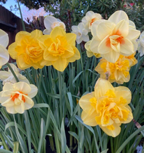 Load image into Gallery viewer, 25 kilogram Sack of Daffodil Bulbs (Mixed Varieties) Free delivery within the UK