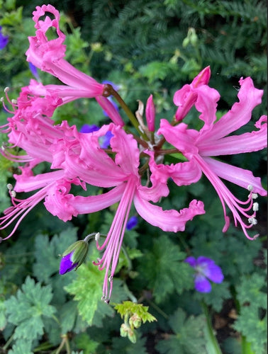3 x Pink 'Zeal Giant' Guernsey Lily (Tuber) FREE UK Delivery