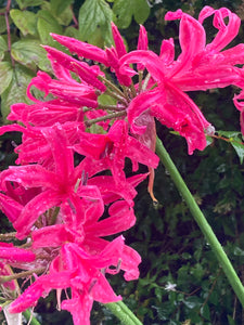 5 x Red Guernsey Lily (Tuber) FREE UK Delivery