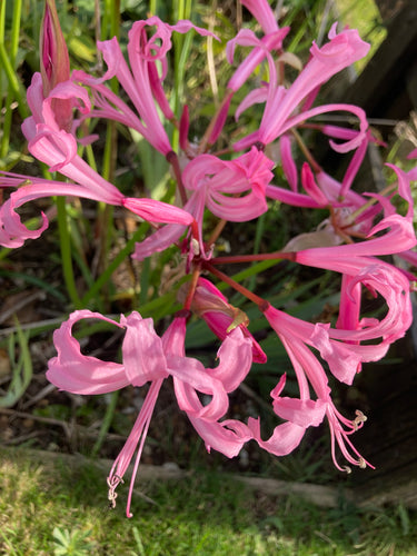 3 x Pink Guernsey Lily (Nerine Bowdenii) (Tuber) FREE UK Delivery