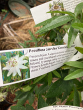 Load image into Gallery viewer, Established White Passion Flower (Passiflora caerulea ‘Constance Elliot’) in a 2 litre Pot - Free delivery within the UK