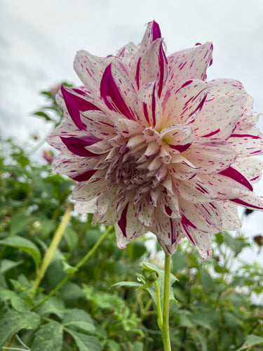 Dahlia 'Prince Vaillant' giant flowered - 2, 3 or 5 tubers - Free delivery within the UK
