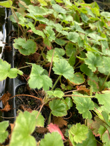 Coral Bells 'Bressingham' (Heuchera) 3, 5 or 6 young transplants