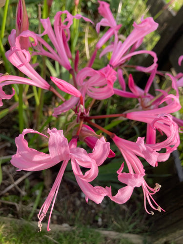 Pink Guernsey Lily (Nerine Bowdenii) (Bulb) FREE UK Delivery