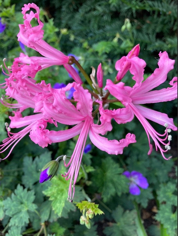 Nerine pink 'Zeal Giant' - 1, 3 or 5 bulbs - Free delivery within the UK