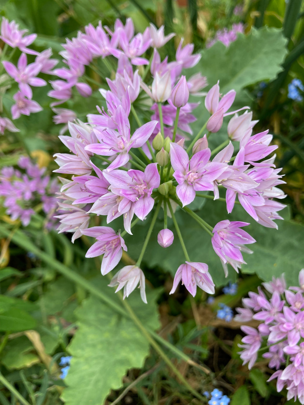 Ornamental Allium 'Roseum' - 10, 20 or 50 bulbs - Free delivery within the UK