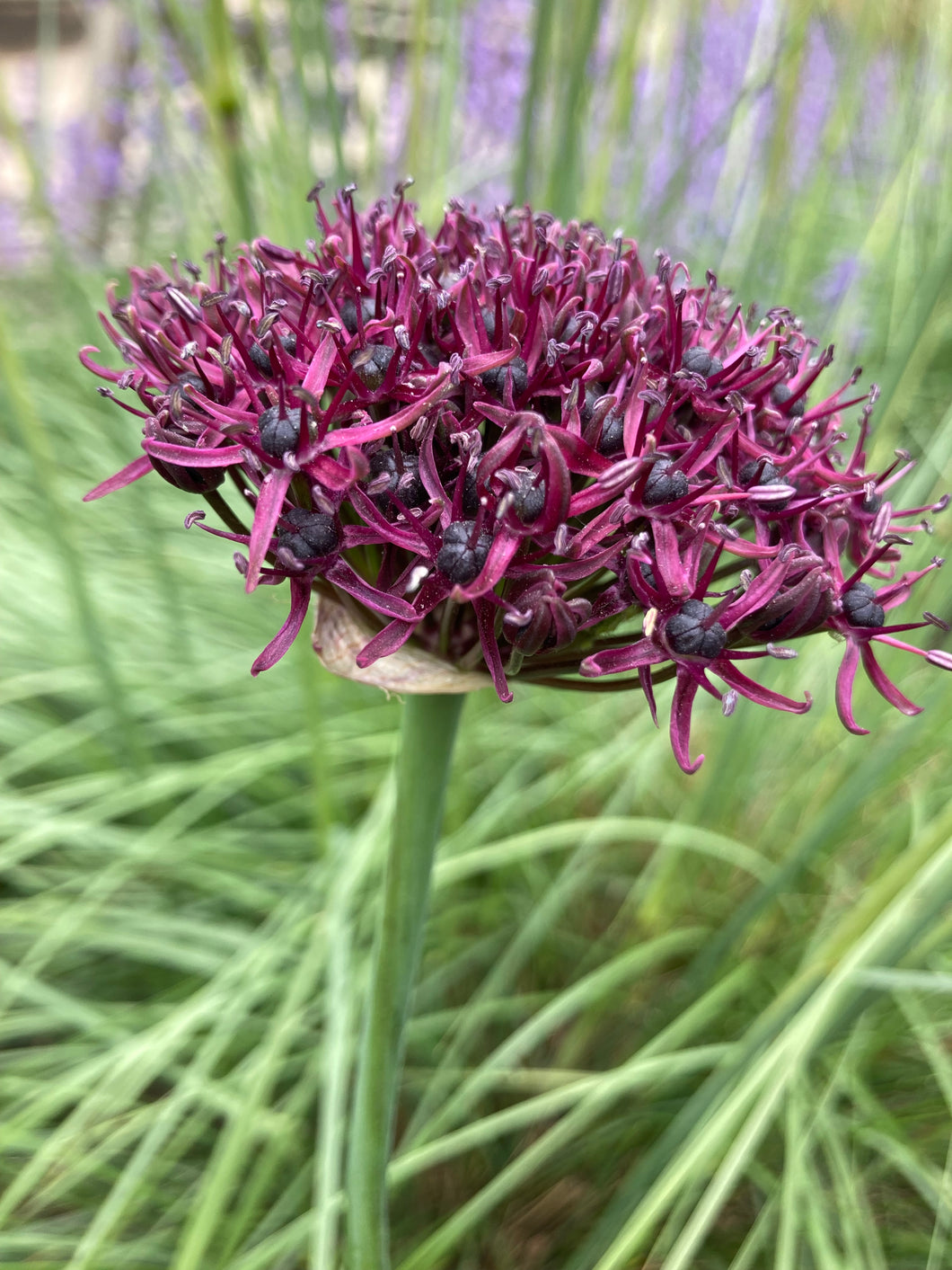 Ornamental Allium Large Purple Headed (Allium atropurpureum) - 1, 2, 3 or 5 bulbs - Free delivery within the UK