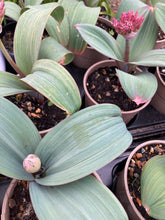 Load image into Gallery viewer, Ornamental Allium karataviense - 1, 2, 3 or 5 bulbs - Free delivery within the UK