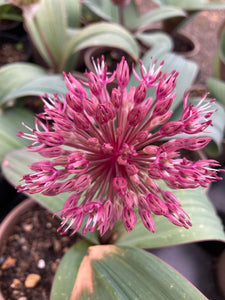 Ornamental Allium karataviense - 1, 2, 3 or 5 bulbs - Free delivery within the UK