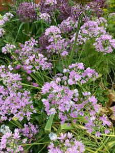 Ornamental Allium 'Roseum' - 10, 20 or 50 bulbs - Free delivery within the UK