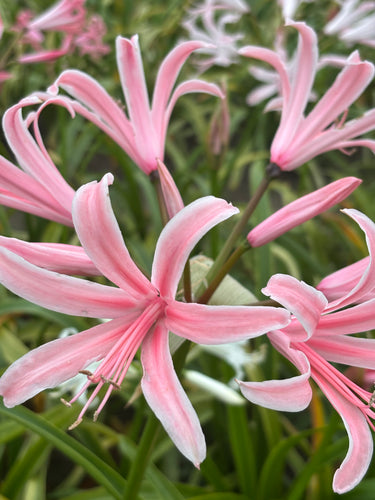 Amarine belladiva 1 or 2 bulbs - Free delivery within the UK