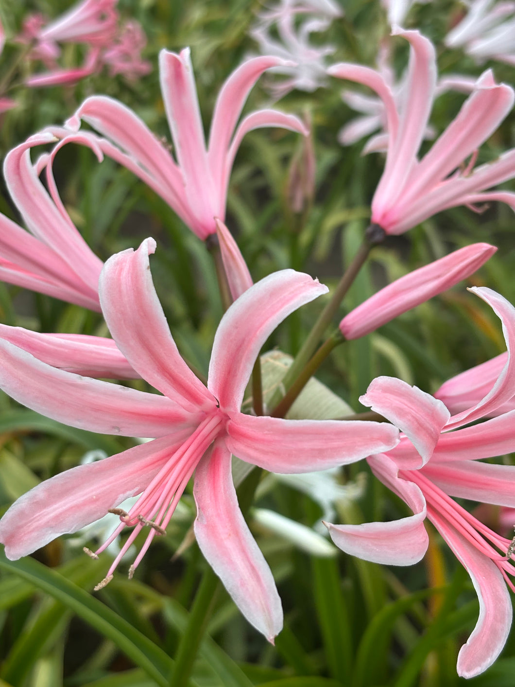 Amarine belladiva 1 or 2 bulbs - Free delivery within the UK