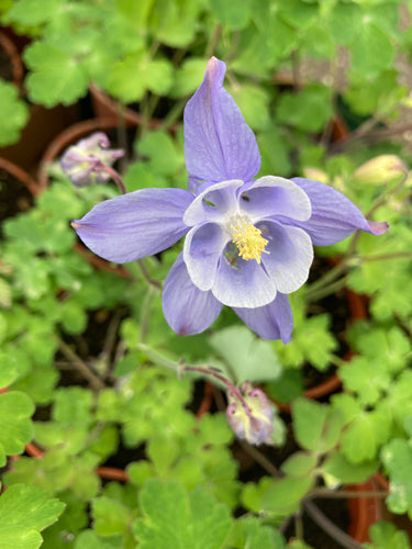 Aquilegia - 1, 2 or 3 plants in 9cm pots - Free delivery within the UK