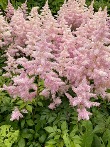 False Goat's Beard pink 'Hennie Graafland' (Astilbe) - 1, 2 or 4 budding roots - Free delivery within the UK