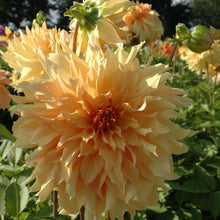 Load image into Gallery viewer, Dahlia &#39;Big Brother&#39; decorative giant flowered - 3 tubers - Free delivery within the UK