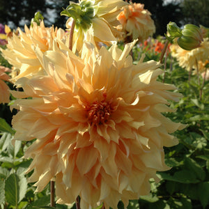 Dahlia 'Big Brother' decorative giant flowered - 3 tubers - Free delivery within the UK