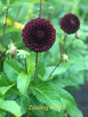 Dahlia 'Black Hero I' NEW ball flowered - 3 tubers - Free delivery within the UK