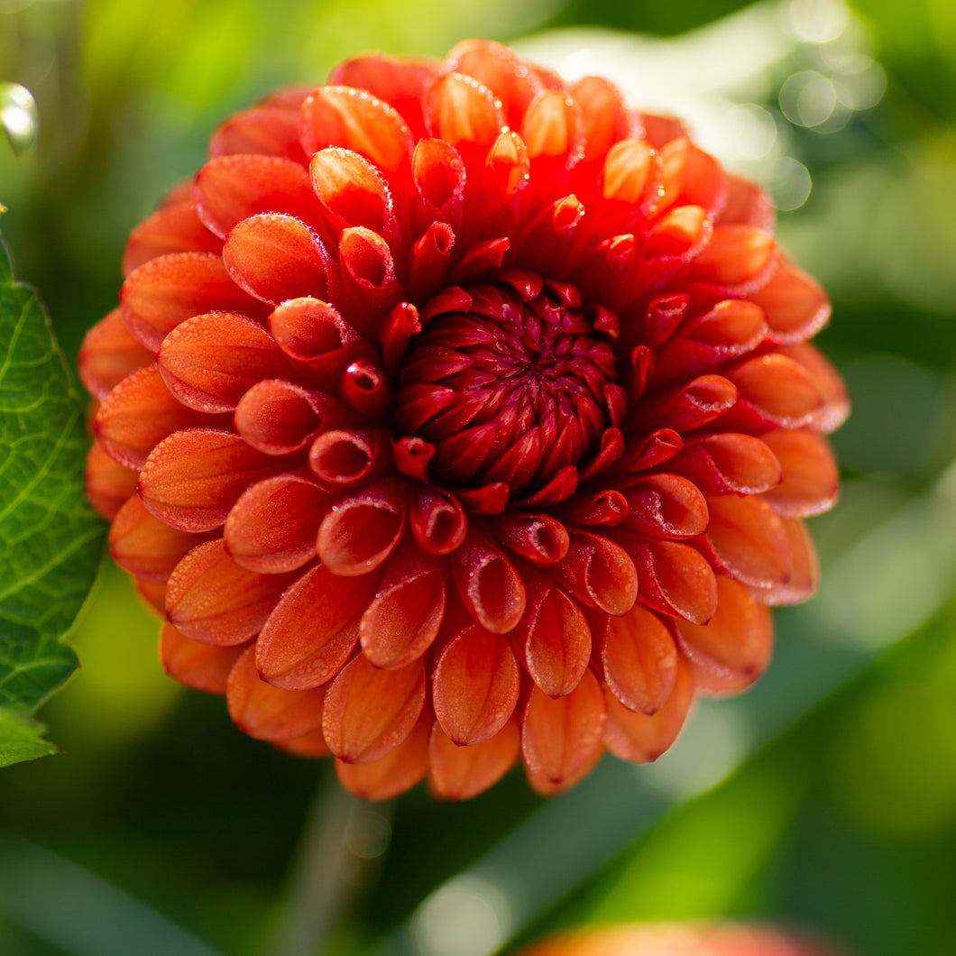 Dahlia 'Brown Sugar' ball flowered - 3 tubers - Free delivery within the UK