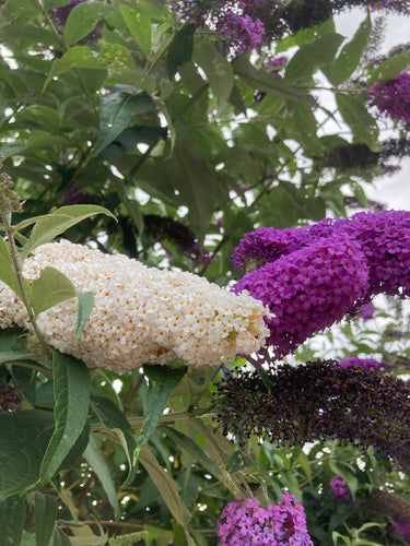 Buddleia Mixed Varieties - 3 or 5 plants in 9cm pots - Free delivery within the UK (Copy)