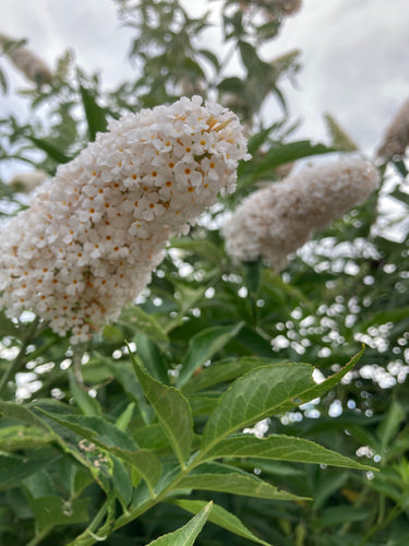 Buddleia 'White Profusion' - 1, 2 or 3 plants in 9cm pots - Free delivery within the UK