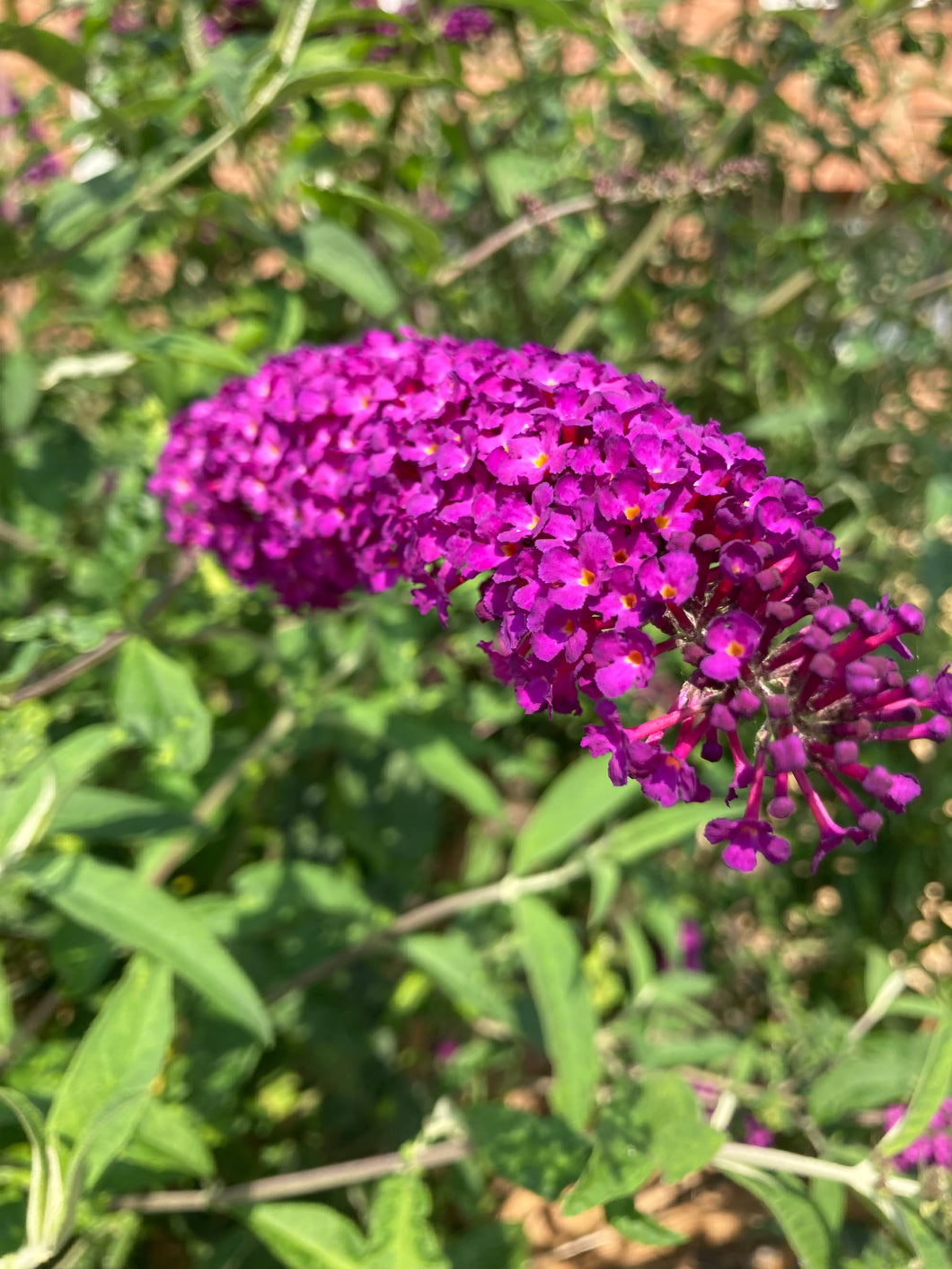 Buddleia 'Royal Red' - 1, 2 or 3 plants in 9cm pots - Free delivery within the UK