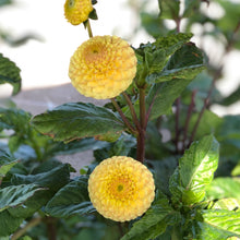 Load image into Gallery viewer, Dahlia &#39;Buttercup&#39; pompom flowered - 3 tubers - Free delivery within the UK