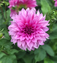 Load image into Gallery viewer, Dahlia &#39;Cafe Au Lait Rose&#39; decorative dinnerplate flowered - 3 tubers - Free delivery within the UK