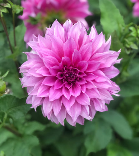 Dahlia 'Cafe Au Lait Rose' decorative dinnerplate flowered - 3 tubers - Free delivery within the UK