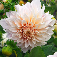 Load image into Gallery viewer, Dahlia &#39;Cafe Au Lait&#39; decorative dinnerplate flowered - 3 tubers - Free delivery within the UK