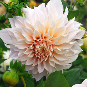 Dahlia 'Cafe Au Lait' decorative dinnerplate flowered - 3 tubers - Free delivery within the UK