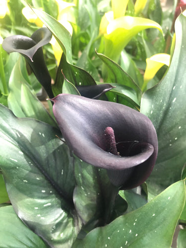 3 'Black Star' Calla Lily (Tubers) Free UK Delivery