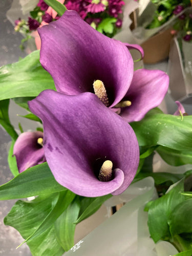 Purple Calla Lily (Zantedescia) - 6 bulbs/rhizomes - Free delivery within the UK