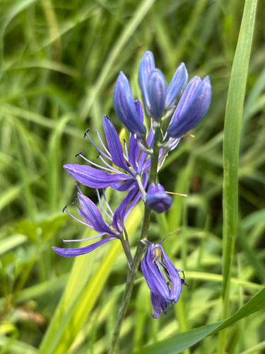 Small Blue Camassia - 1, 2 or 3 small bulbs - Free delivery within the UK