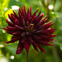 Load image into Gallery viewer, Dahlia &#39;Chat Noir&#39; semi-cactus flowered - 3 tubers - Free delivery within the UK