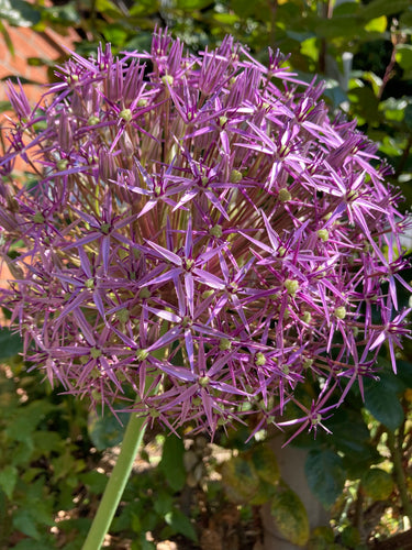 Ornamental Allium 'Star of Persia' (Allium christophii) - 3, 6 or 12 bulbs - Free delivery within the UK