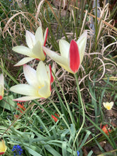 Load image into Gallery viewer, Tulip clusiana &#39;Cynthia&#39; - 10, 15 or 20 bulbs - Free delivery within the UK