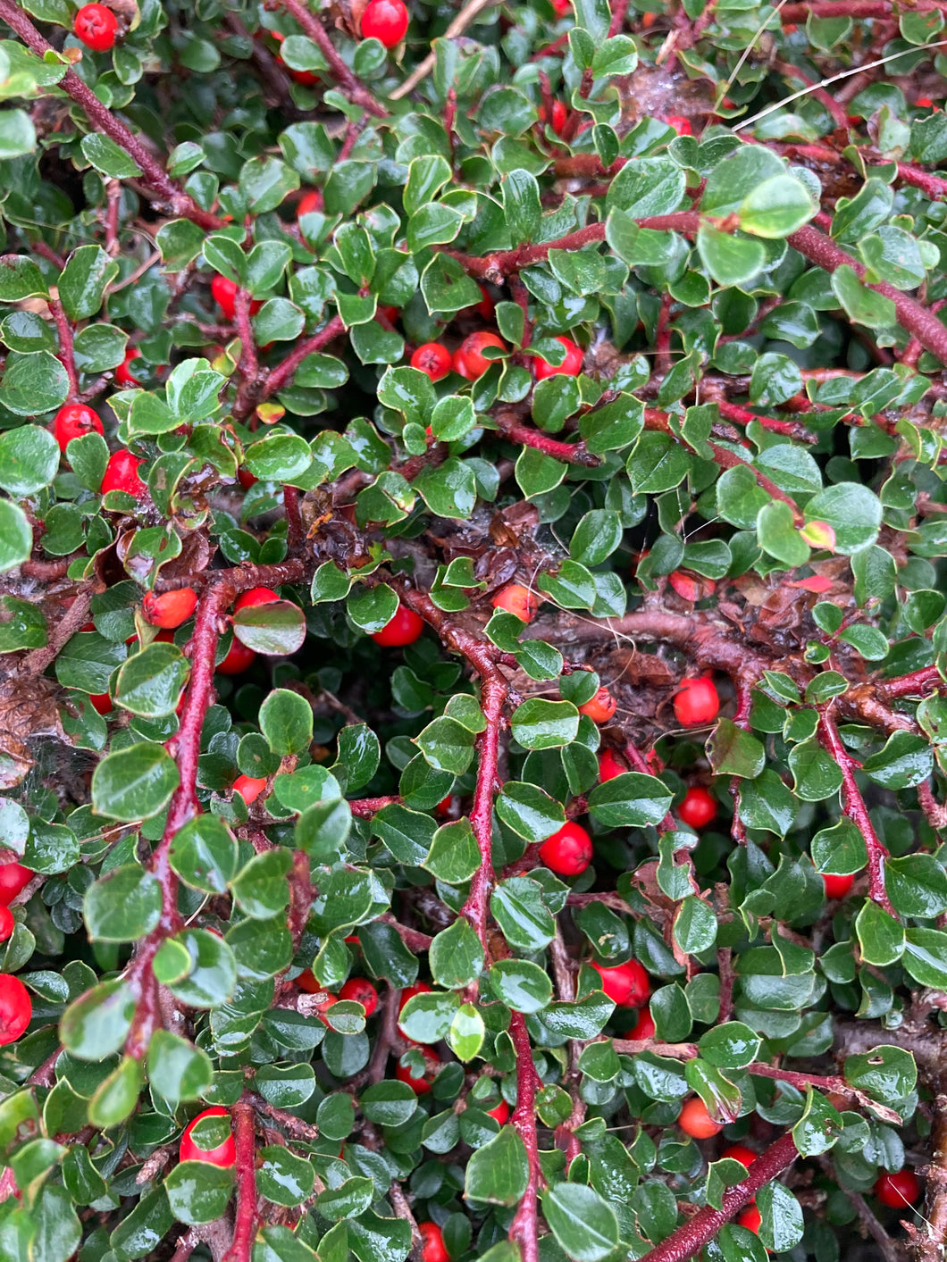 Cotoneaster (Cotoneaster microphyllus) - 3, 5 or 6 young transplants - Free delivery within the UK