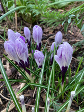 Load image into Gallery viewer, Crocus 'Dorrit' 10, 20, 30 or 50 bulbs - Free delivery within the UK