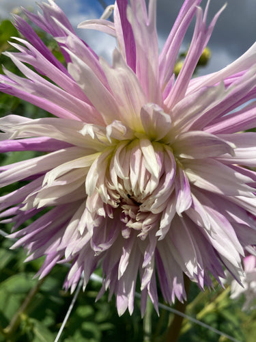 Dahlia purple and white 'Table dancer' semi-cactus flowered - 2, 3 or 5 tubers - Free delivery within the UK