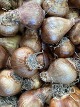 Load image into Gallery viewer, Daffodil &#39;Mount Hood&#39; - 5, 10 or 30 bulbs - Free delivery within the UK