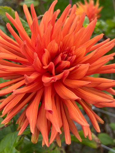 Dahlia  'Autumn Orange'  semi cactus flowered - 2, 3 or 5 tubers - Free delivery within the UK