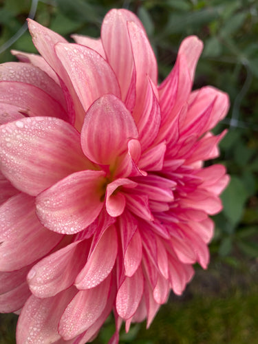 Dahlia  'Dutch Delight' decorative large flowered - 2, 3 or 5 tubers - Free delivery within the UK