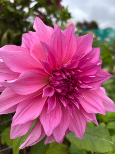 Dahlia  'Emory Paul' decorative dinnerplate flowered - 2, 3 or 5 tubers - Free delivery within the UK