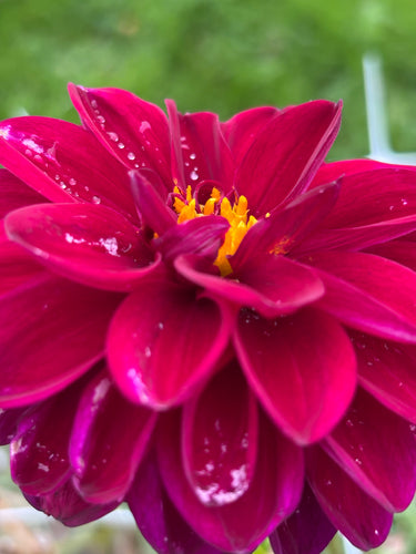 Dahlia  'Gipsy Night' ball flowered - 2, 3 or 5 tubers - Free delivery within the UK