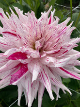 Load image into Gallery viewer, Dahlia &#39;Mick&#39;s Peppermint&#39; cactus flowered - 2, 3 or 5 tubers - Free delivery within the UK