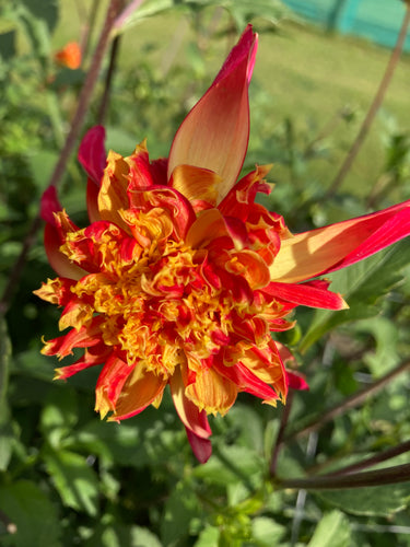 Dahlia 'Octopus Sparkle' amenome flowered - 2, 3 or 5 tubers - Free delivery within the UK