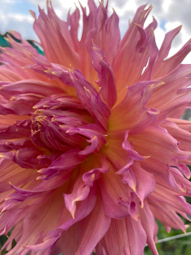 Dahlia 'Omega' cactus flowered - 2, 3 or 5 tubers - Free delivery within the UK