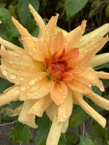 Dahlia 'Big Brother' decorative giant flowered - 3 tubers - Free delivery within the UK