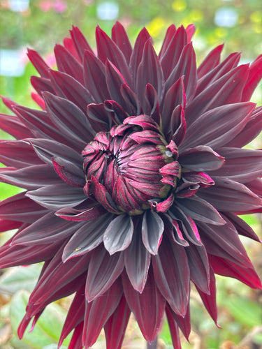 Dahlia 'Black Jack' semi-cactus flowered - 3 tubers - Free delivery within the UK
