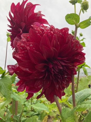 Dahlia 'Bohemian Spartacus' decorative dinnerplate flowered - 3 tubers - Free delivery within the UK